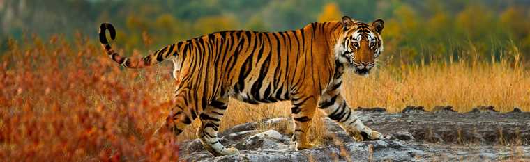 Bandhavgarh National Park