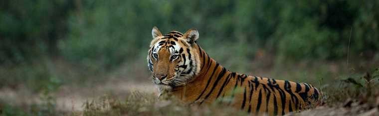 Kanha National Park