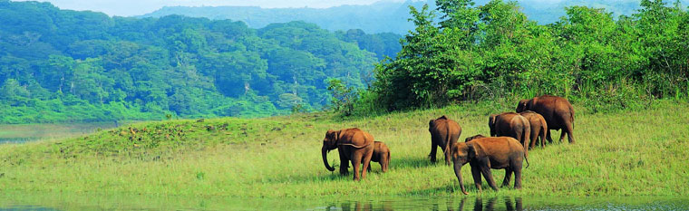 Periyar Wildlife Sanctuary